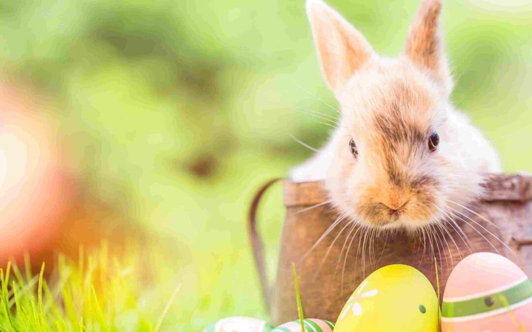 Exklusive Oster Angebote