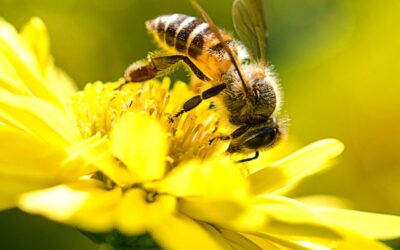 Bienenfreundliches Unternehmen