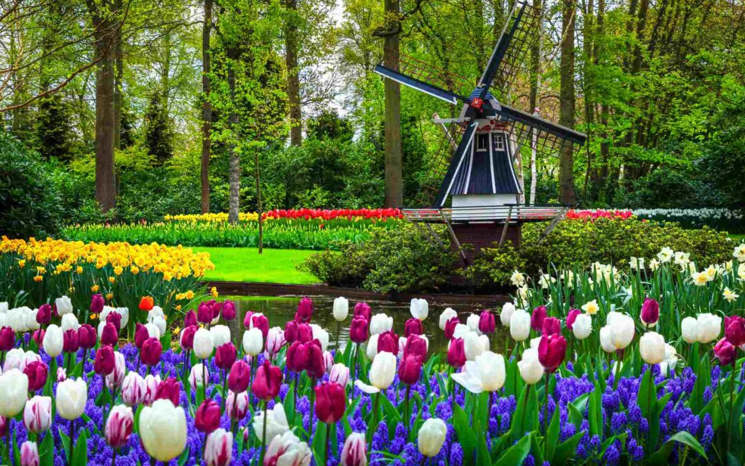 Potsdamer Tulpenfest